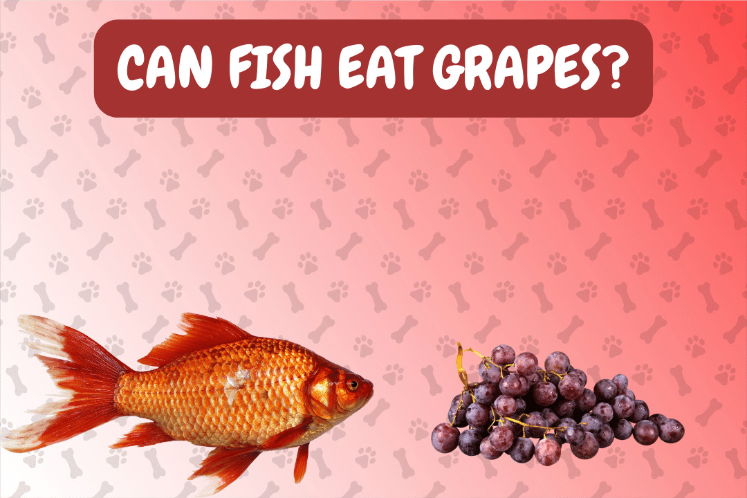Can Fish Eat Grapes?