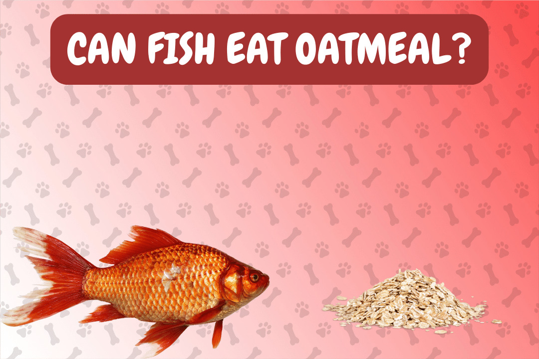 Can Fish Eat Oatmeal?