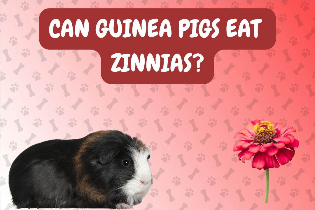 Can Guinea Pigs Eat Zinnias?