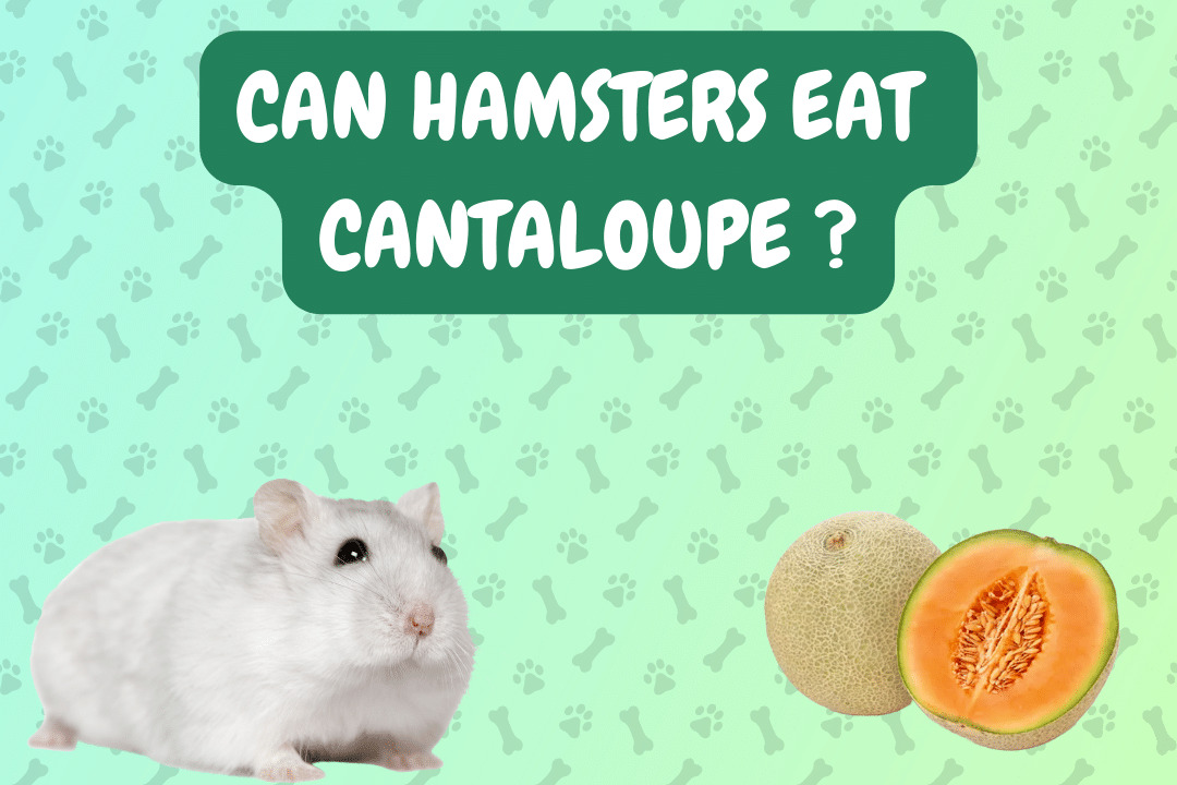 Can Hamsters Eat Cantaloupe?