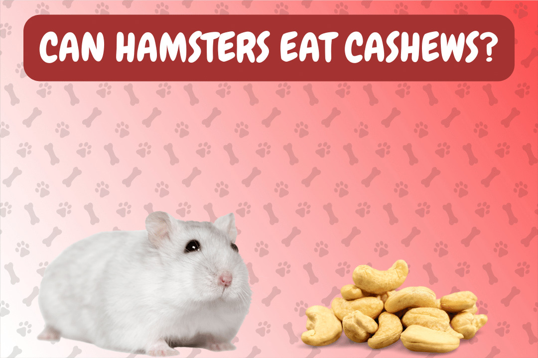 Can Hamsters Eat Cashews?
