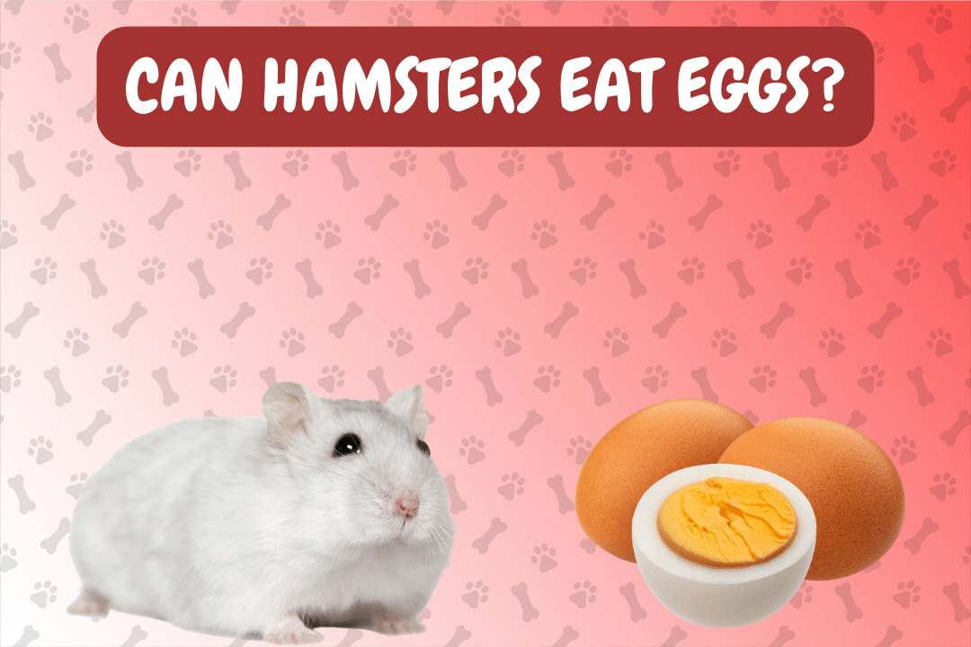 Can Hamsters Eat Eggs?