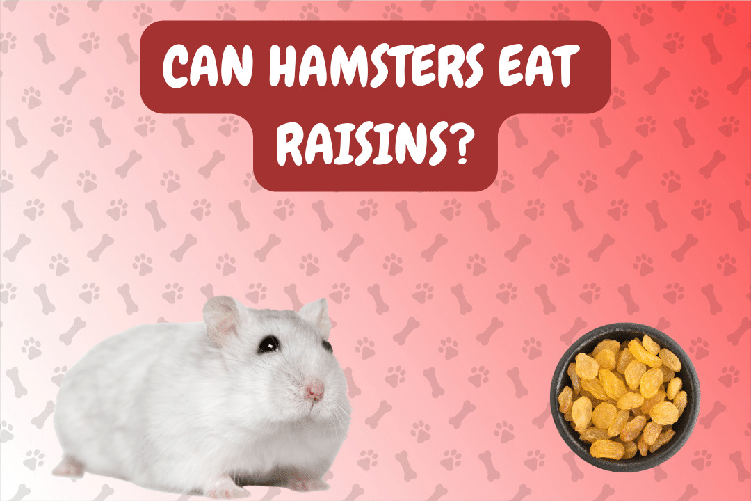 Can Hamsters Eat Raisins?