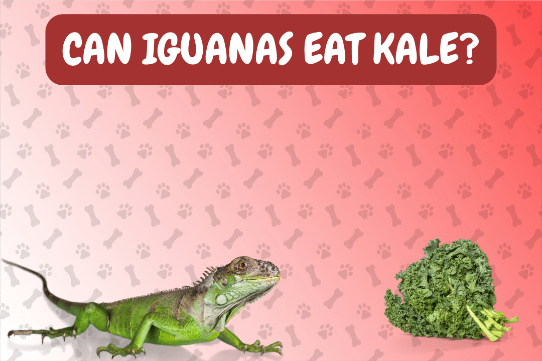 Can Iguanas Eat Kale?