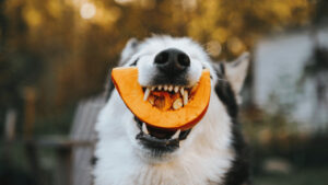 Dogs eat (1)