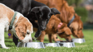 Dogs eat