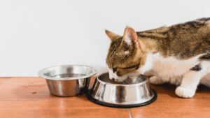 cat eat