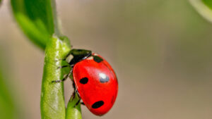 ladybugs