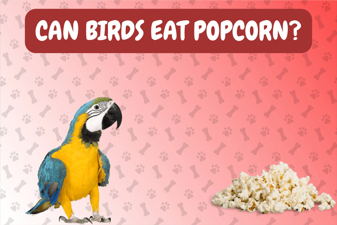 Can Birds Eat Popcorn?