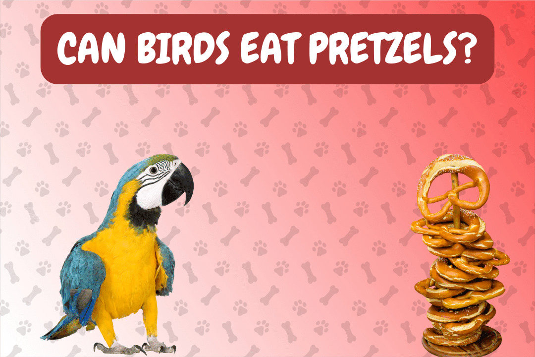 Can Birds Eat Pretzels?