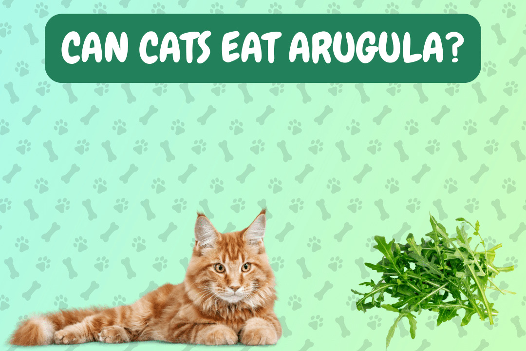 Can Cats Eat Arugula?