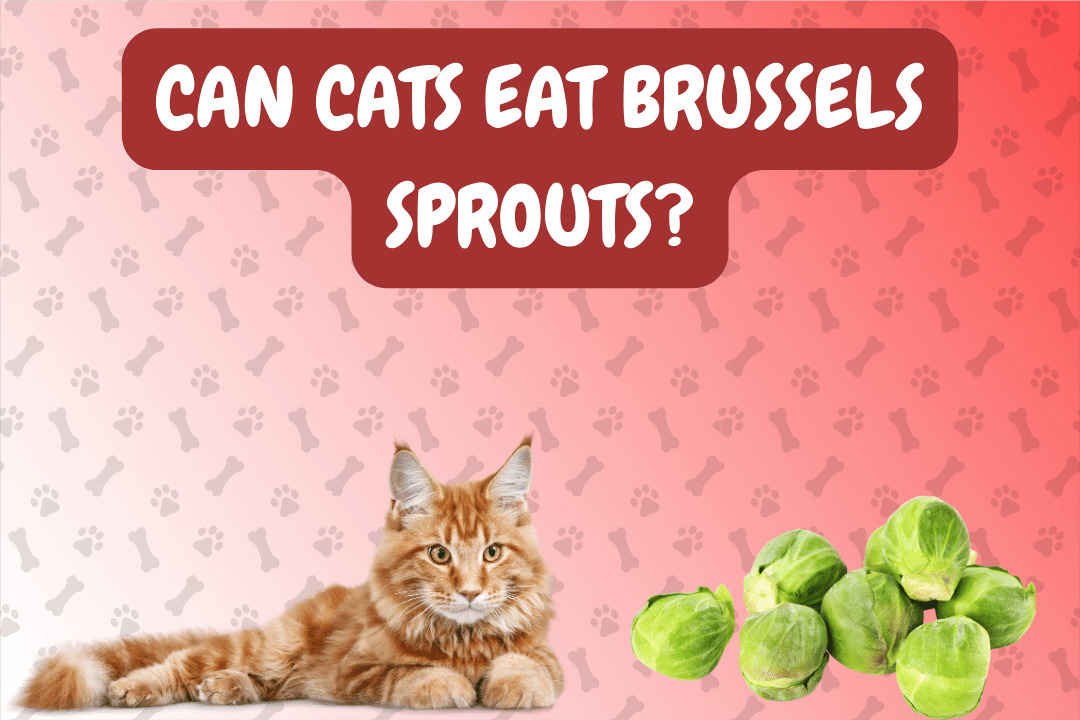 Can Cats Eat Brussels Sprouts?