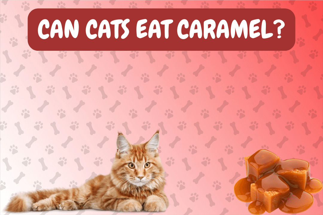 Can Cats Eat Caramel?