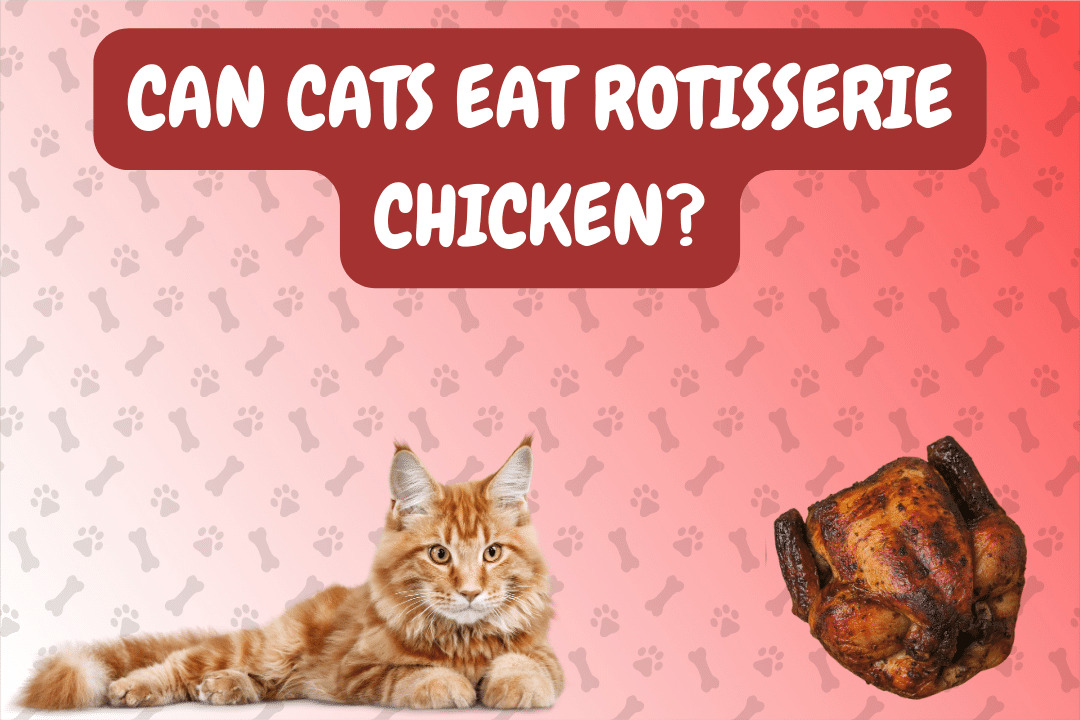 Can Cats Eat Rotisserie Chicken?
