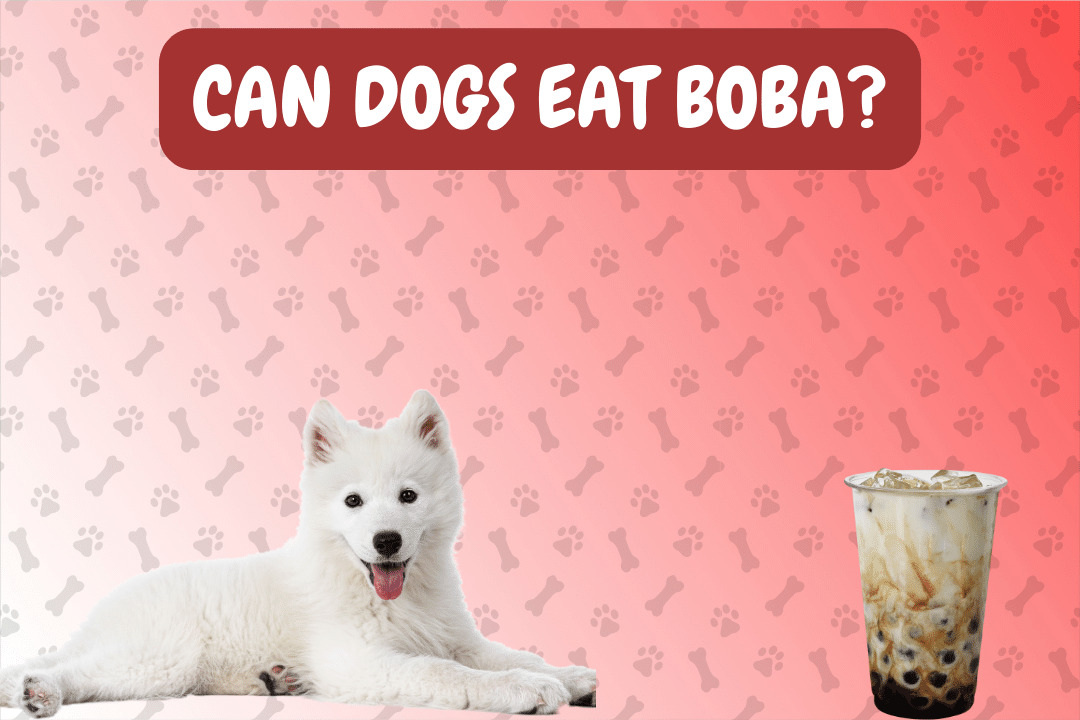 Can Dogs Eat Boba?