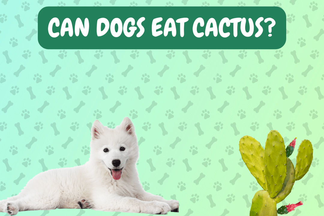 Can Dogs Eat Cactus?