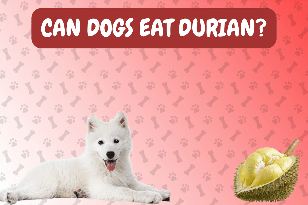 Can Dogs Eat Durian?