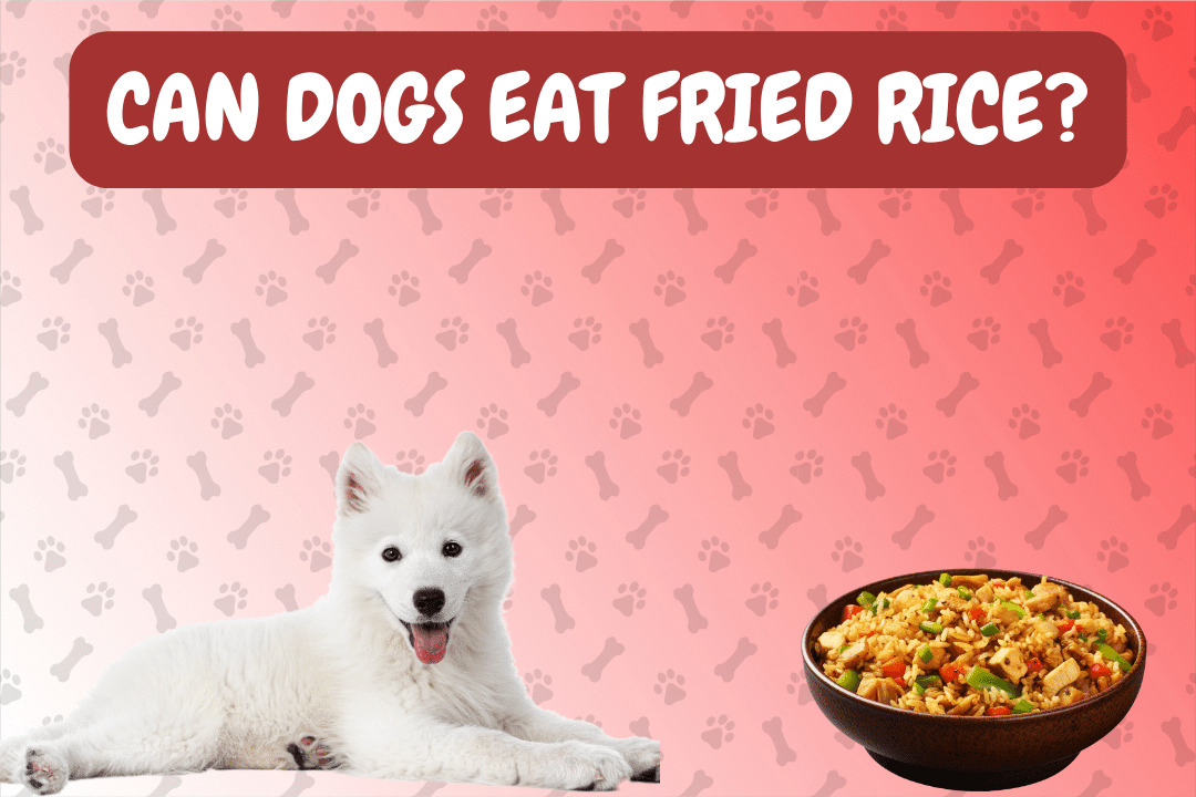 Can Dogs Eat Fried Rice?