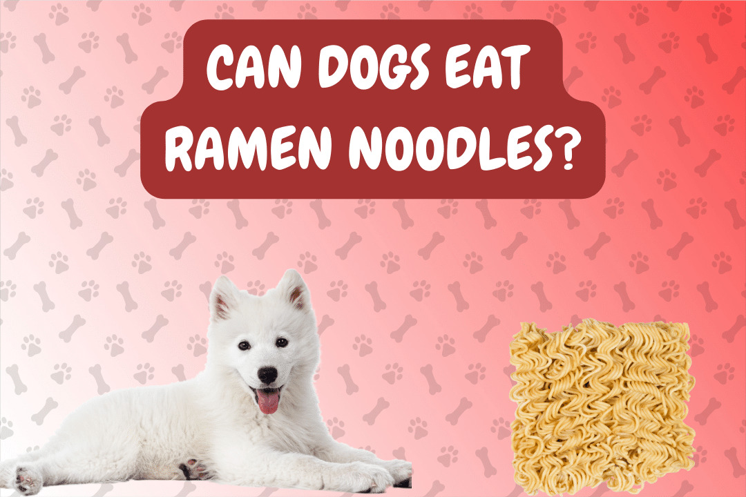 Can Dogs Eat Ramen Noodles?