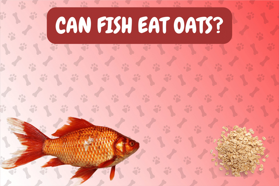 Can Fish Eat Oats?