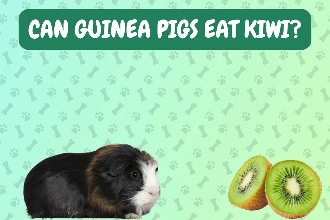 Can guinea pigs eat kiwi