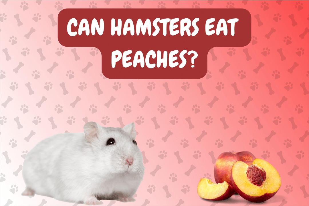 Can Hamsters Eat Peaches?