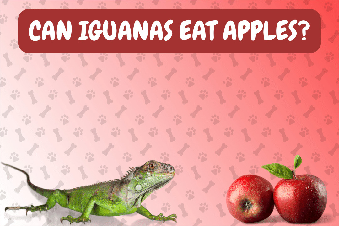 Can iguanas eat apples?