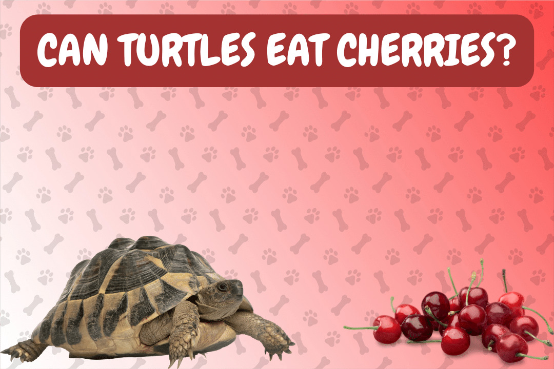 Can Turtles Eat Cherries?