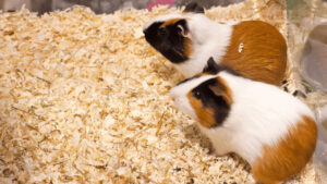 Hamsters