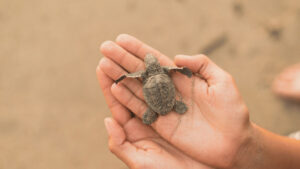 Little turtle