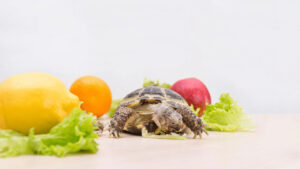 Turtle eat