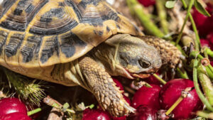 Turtle eat cherries