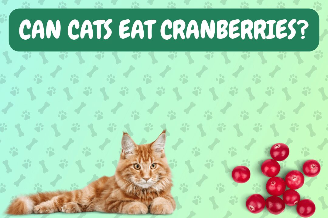 Can Cats Eat Cranberries?