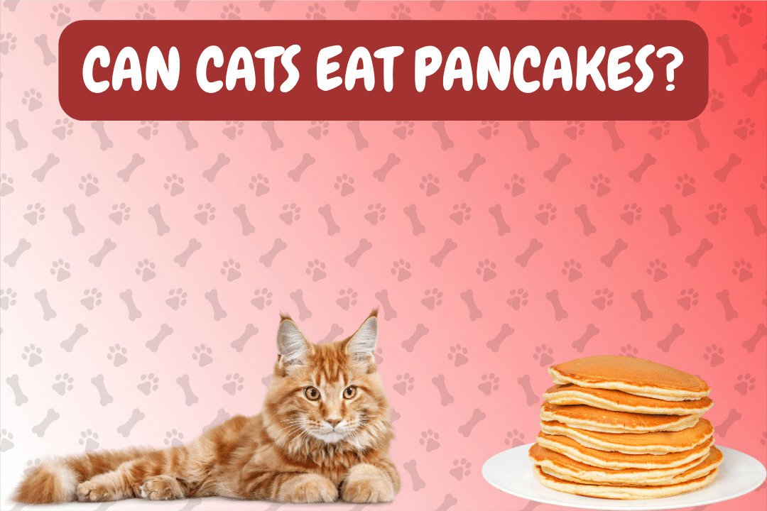Can Cats Eat Pancakes?
