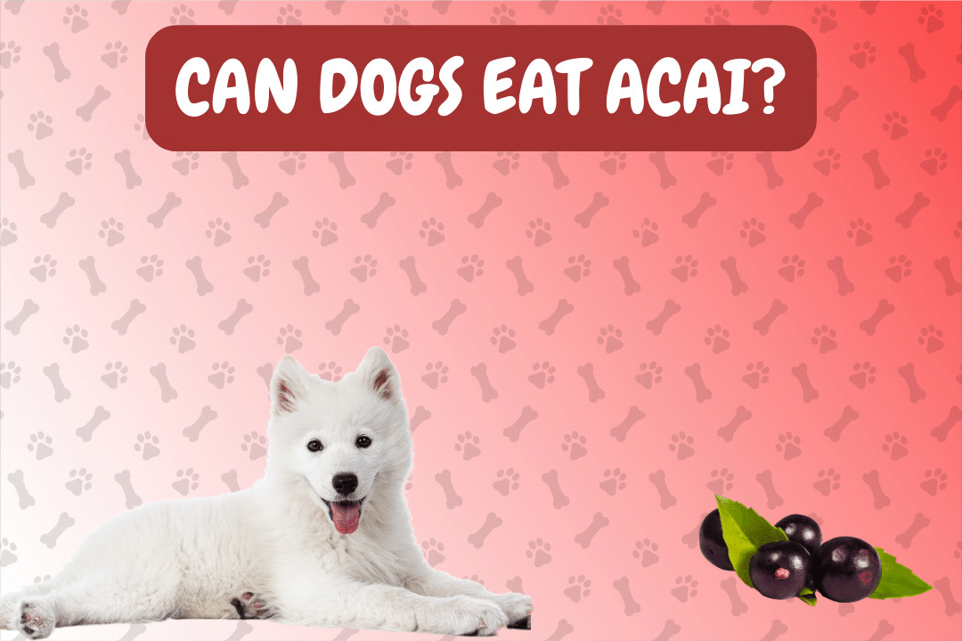 Can dogs eat acai?