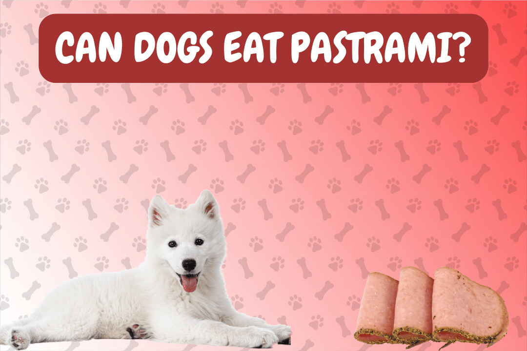 Can dogs eat pastrami