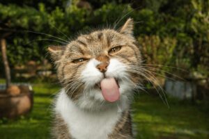 Cats can eat cranberries in moderation
